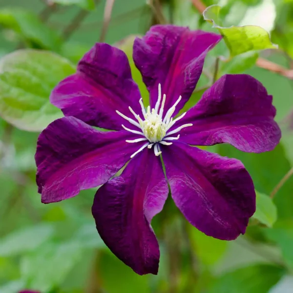 Clematită 'Warszawska Nike' ghiveci 0,7L - imagine 5