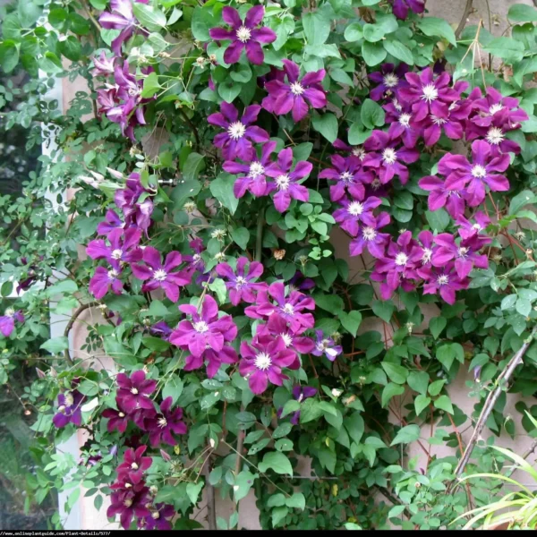Clematită 'Warszawska Nike' ghiveci 0,7L - imagine 6