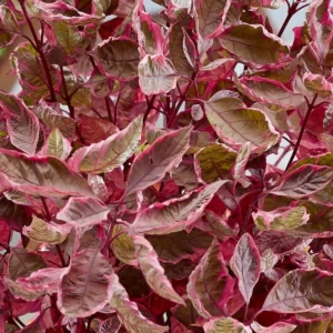 Cornus Verpaalen - Ghiveci 3L
