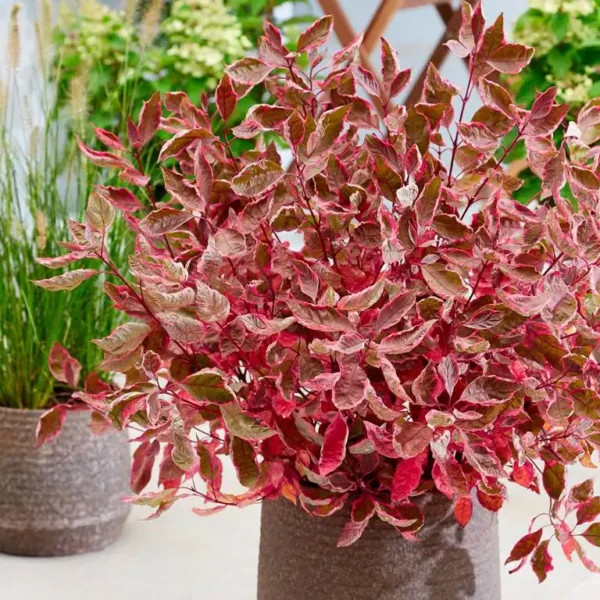Cornus Verpaalen - Ghiveci 3L - imagine 2