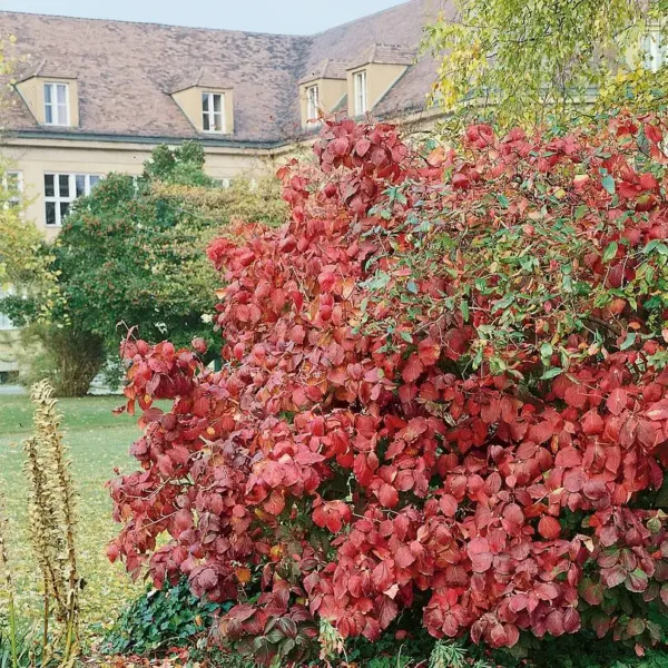 Cornus Verpaalen - Ghiveci 3L - imagine 3