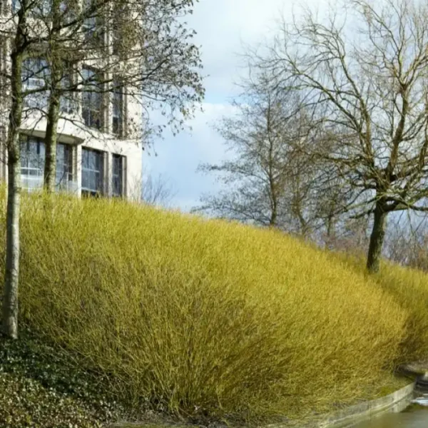 Cornus sericea 'Flaviramea' ghiveci 0,7L