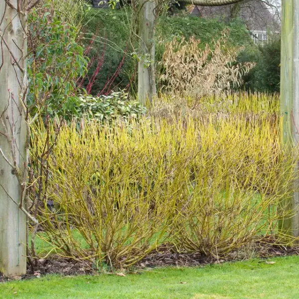 Cornus sericea 'Flaviramea' ghiveci 0,7L - imagine 2