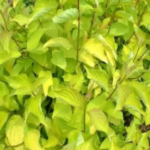 Cornus alba 'Aurea' ghiveci 0,7L