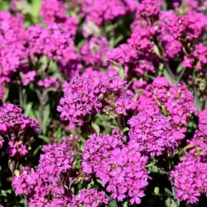 Cununita Lychnis alpina - Ghiveci 3L