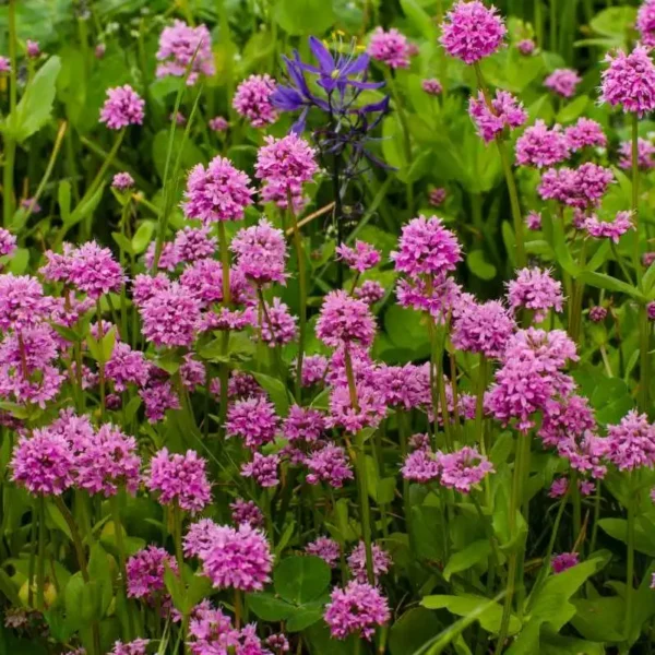 Cununita Lychnis alpina - Ghiveci 3L - imagine 4