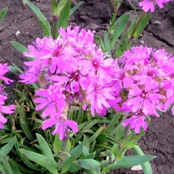Cununita Lychnis alpina - Ghiveci 3L - imagine 3