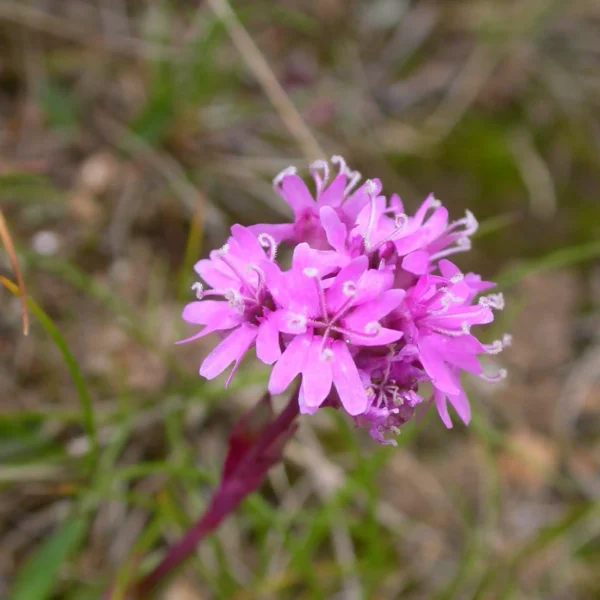 Cununita Lychnis alpina - Ghiveci 3L - imagine 2