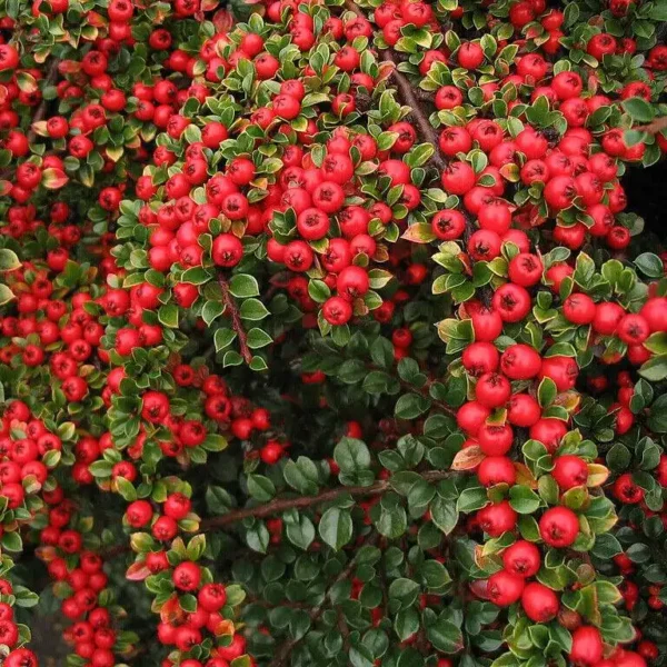 Cotoneaster horizontalis - Ghiveci 3L - imagine 2