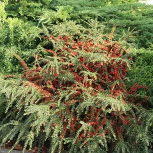 Cotoneaster horizontalis - Ghiveci 3L
