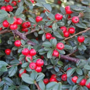 Cotoneaster suecicus 'Skogholm' - Ghiveci 3L