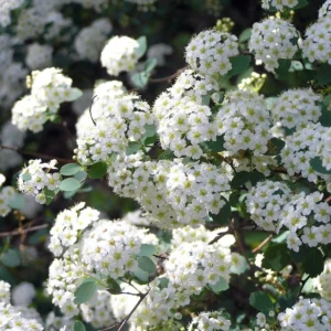 Cununita Spiraea betulifolia 'Tor' - Ghiveci 3L.