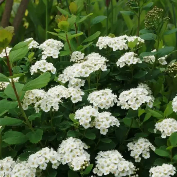 Cununita Spiraea betulifolia 'Tor' - Ghiveci 3L. - imagine 3
