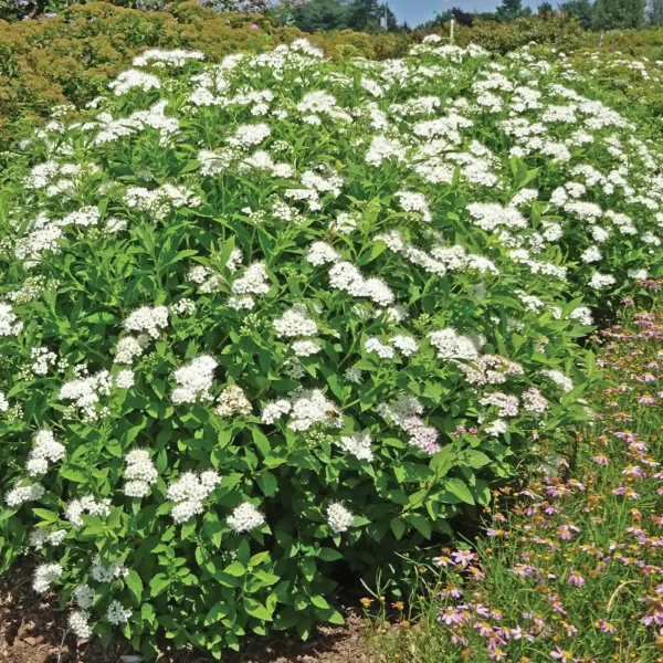 Cununita Spiraea betulifolia 'Tor' - Ghiveci 3L. - imagine 4