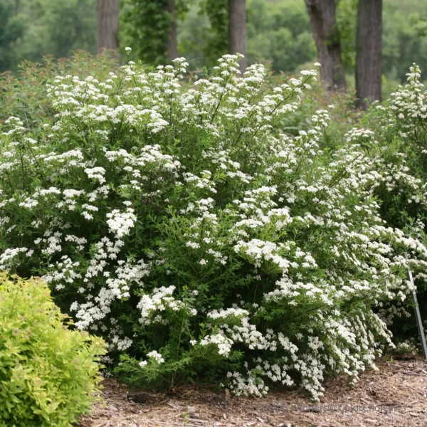 Cununita Spiraea betulifolia 'Tor' - Ghiveci 3L. - imagine 5