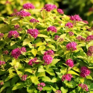 Cununita - Spiraea japonica 'Golden Princess' ghiveci 3L