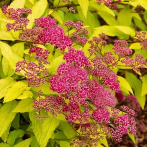 Cununita Spiraea japonica 'Goldflame' - Ghiveci 3L