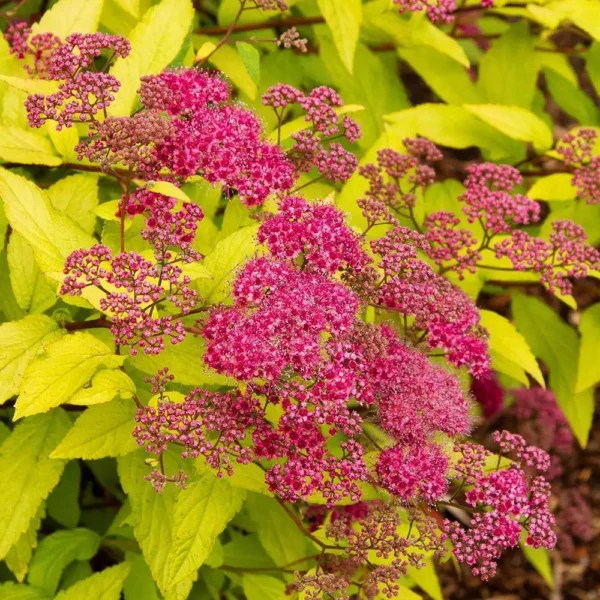 Cununită-Spiraea japonica 'Goldflame' - Ghiveci 0,7L