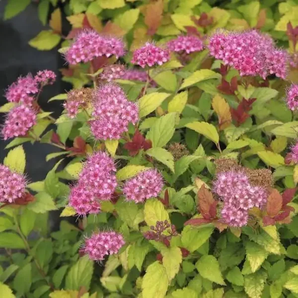 Cununită-Spiraea japonica 'Goldflame' - Ghiveci 0,7L - imagine 3