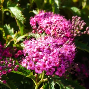Cununita Spiraea japonica 'Crispa' - Ghiveci 3L