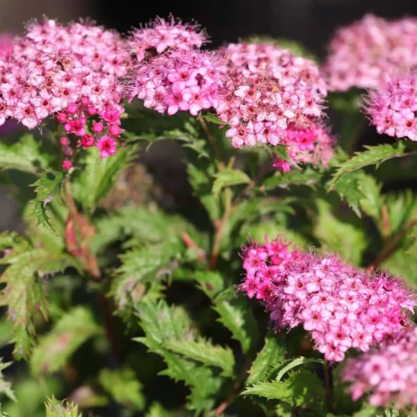 Cununita Spiraea japonica 'Crispa' - Ghiveci 3L - imagine 3
