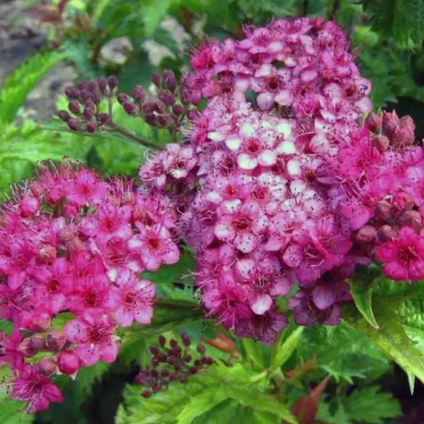 Cununita Spiraea japonica 'Crispa' - Ghiveci 3L - imagine 4