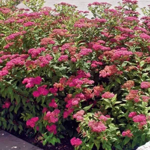 Cununita - Spiraea japonica 'Dart's Red' ghiveci 0,7L