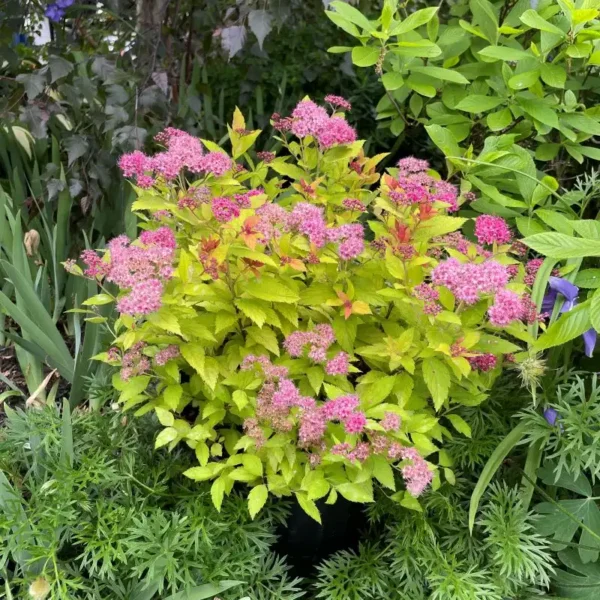 Cununita - Spiraea japonica 'Magic Carpet' ghiveci 0,7L