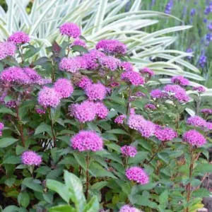 Cununită Spiraea japonica 'Merlo Green' - Ghiveci de 3L
