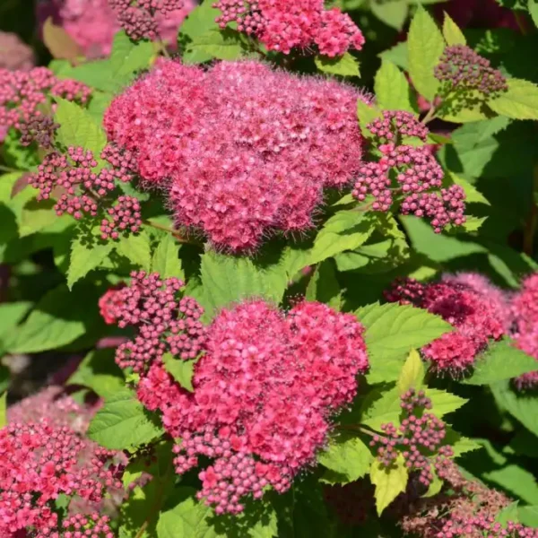 Cununita - Spiraea japonica 'Dart's Red' ghiveci 0,7L - imagine 2