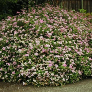 Cununita Spiraea japonica 'Little Princess' - Ghiveci 3L