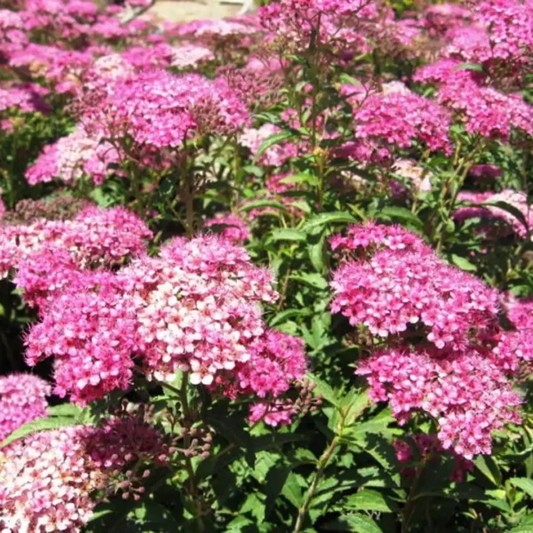 Cununita - Spiraea japonica 'Anthony Waterer' ghiveci 0,7L