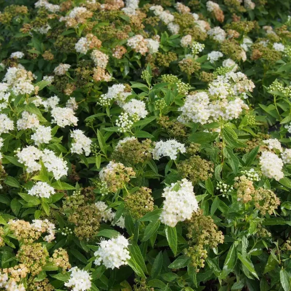 Cununita Spiraea Albiflora - Ghiveci 3L