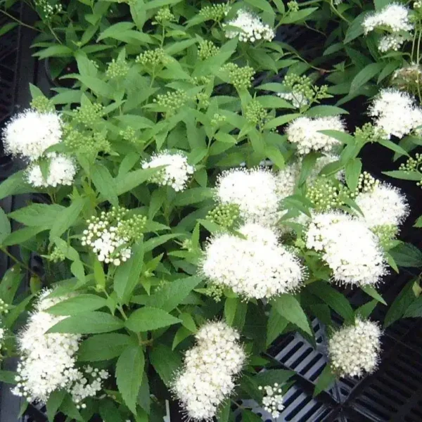 Cununita Spiraea Albiflora - Ghiveci 3L - imagine 2