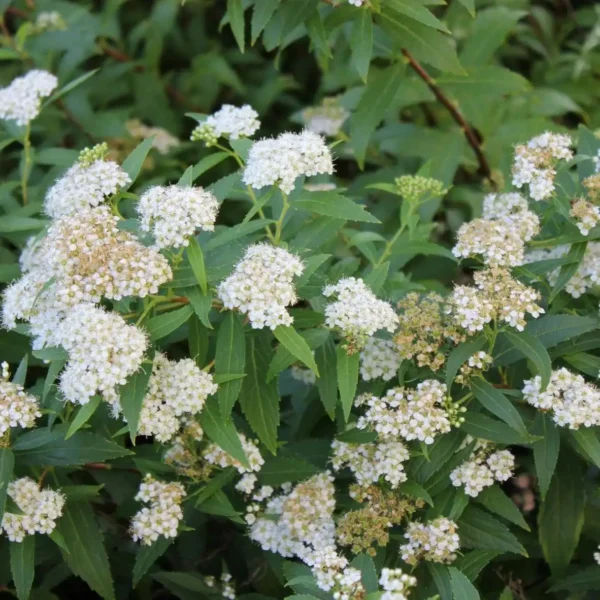 Cununita Spiraea Albiflora - Ghiveci 3L - imagine 3