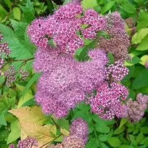 Cununita - Spiraea japonica 'Macrophylla' ghiveci 0,7L