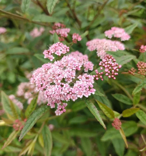 Cununita - Spiraea japonica 'Macrophylla' ghiveci 0,7L - imagine 2