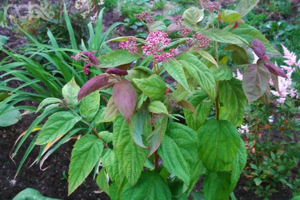 Cununita - Spiraea japonica 'Macrophylla' ghiveci 0,7L - imagine 3