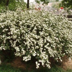 Cununita - Spiraea nipponica 'Snowmound' ghiveci 0,7L
