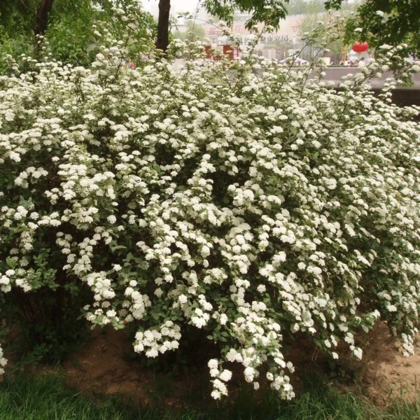 Cununita - Spiraea nipponica 'Snowmound' ghiveci 0,7L
