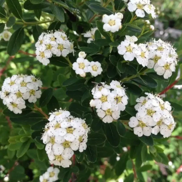 Cununita - Spiraea nipponica 'Snowmound' ghiveci 0,7L - imagine 3
