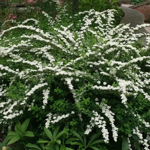 Cununita - Spiraea nipponica 'Snowmound' ghiveci 0,7L - imagine 2