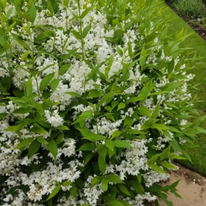 Deutzia 'Nikko' ghiveci 0,7L