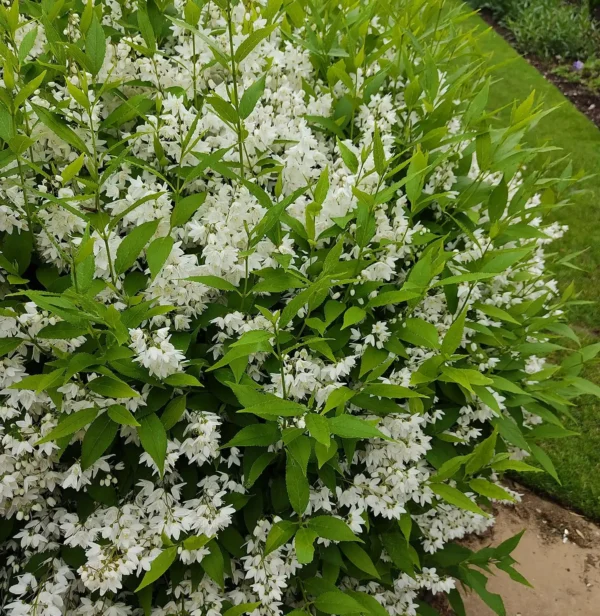 Deutzia 'Nikko' ghiveci 0,7L