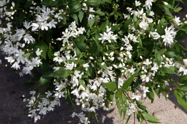 Deutzia 'Nikko' ghiveci 0,7L - imagine 2