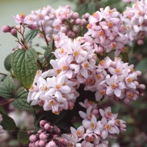 Deutzia roz 'Mont Rose' - Ghiveci 3L