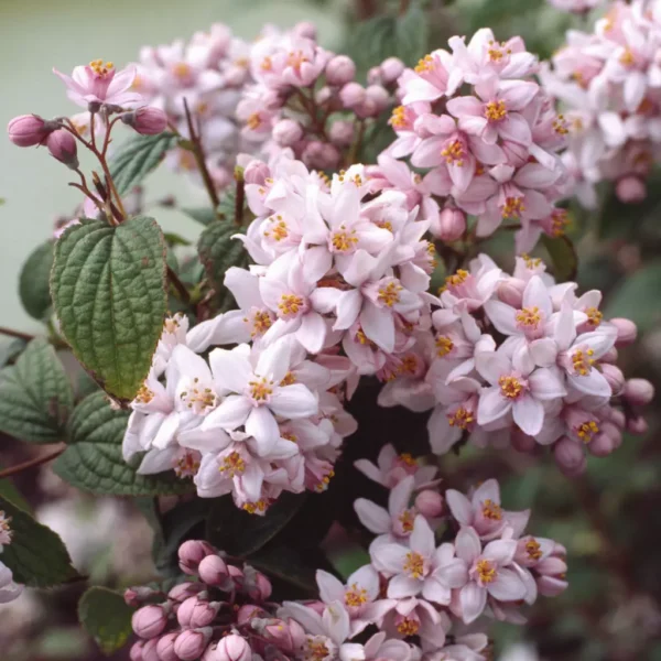 Deutzia roz 'Mont Rose' - Ghiveci 3L