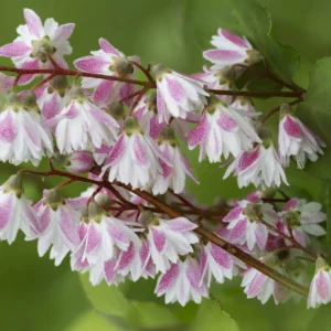 Deutzia 'Kalmiiflora' ghiveci 0,7L