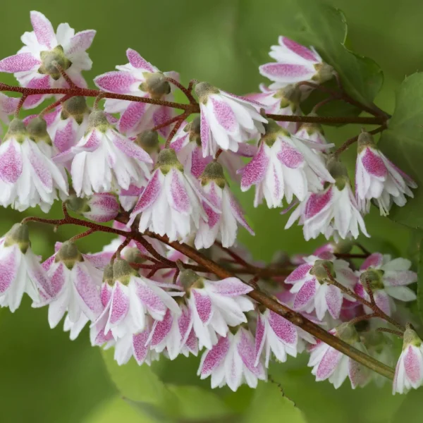 Deutzia 'Kalmiiflora' ghiveci 0,7L
