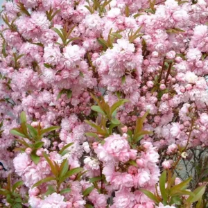 Deutzia roz ghiveci 0,7L